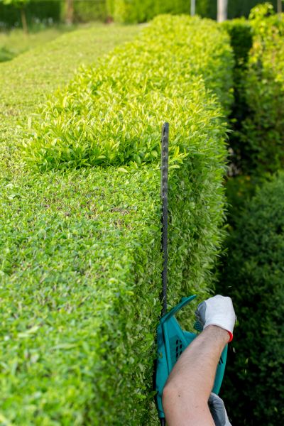 Hedge Trimming in Naples