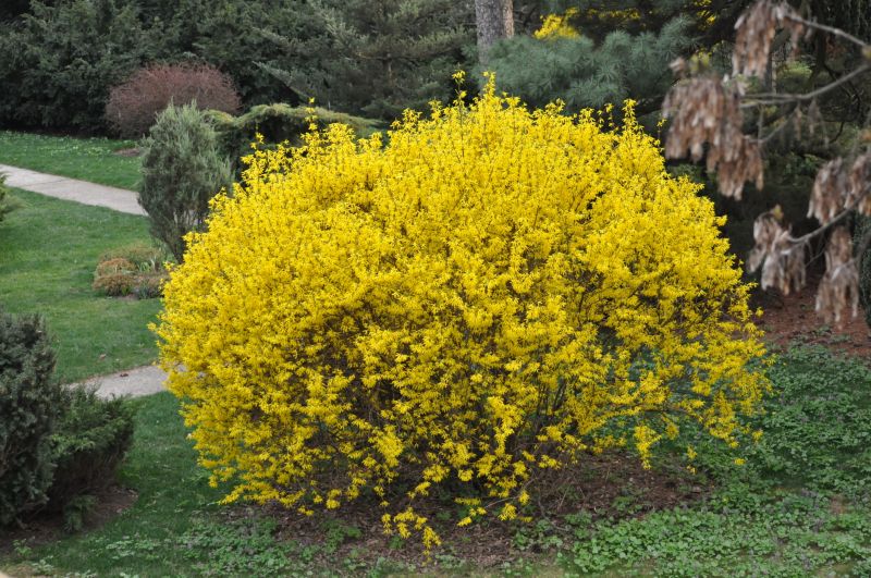 Forsythia Pruning