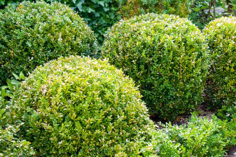 Pruned Shrubs in a Garden