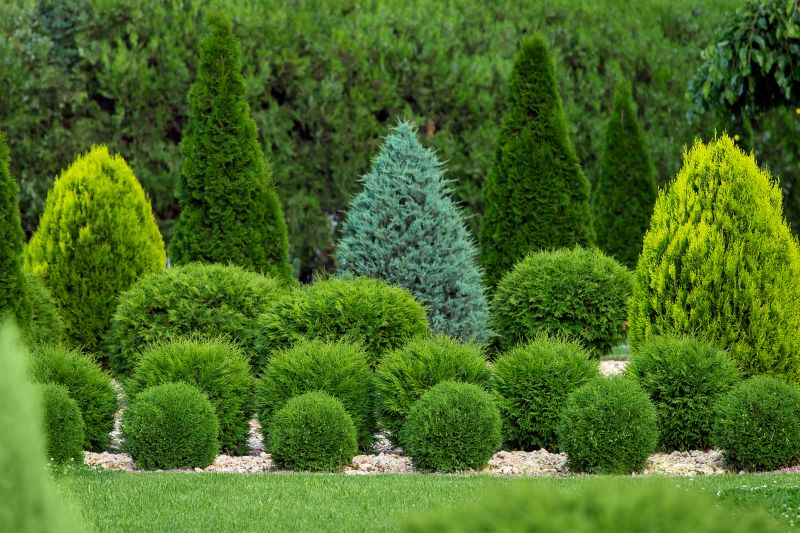 Decorative Shrub Shapes